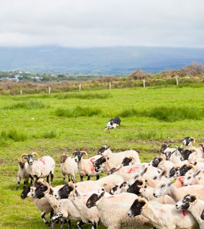Sheep and sheep dog in field