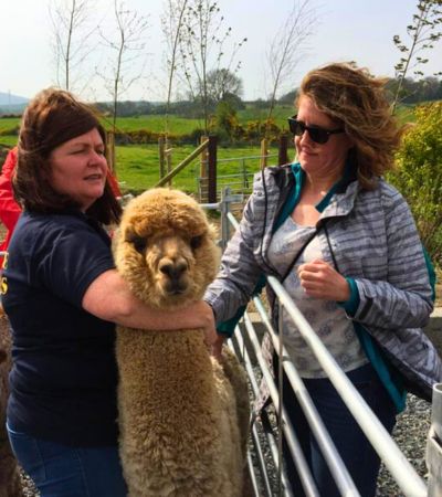 Alpaca and women in field
